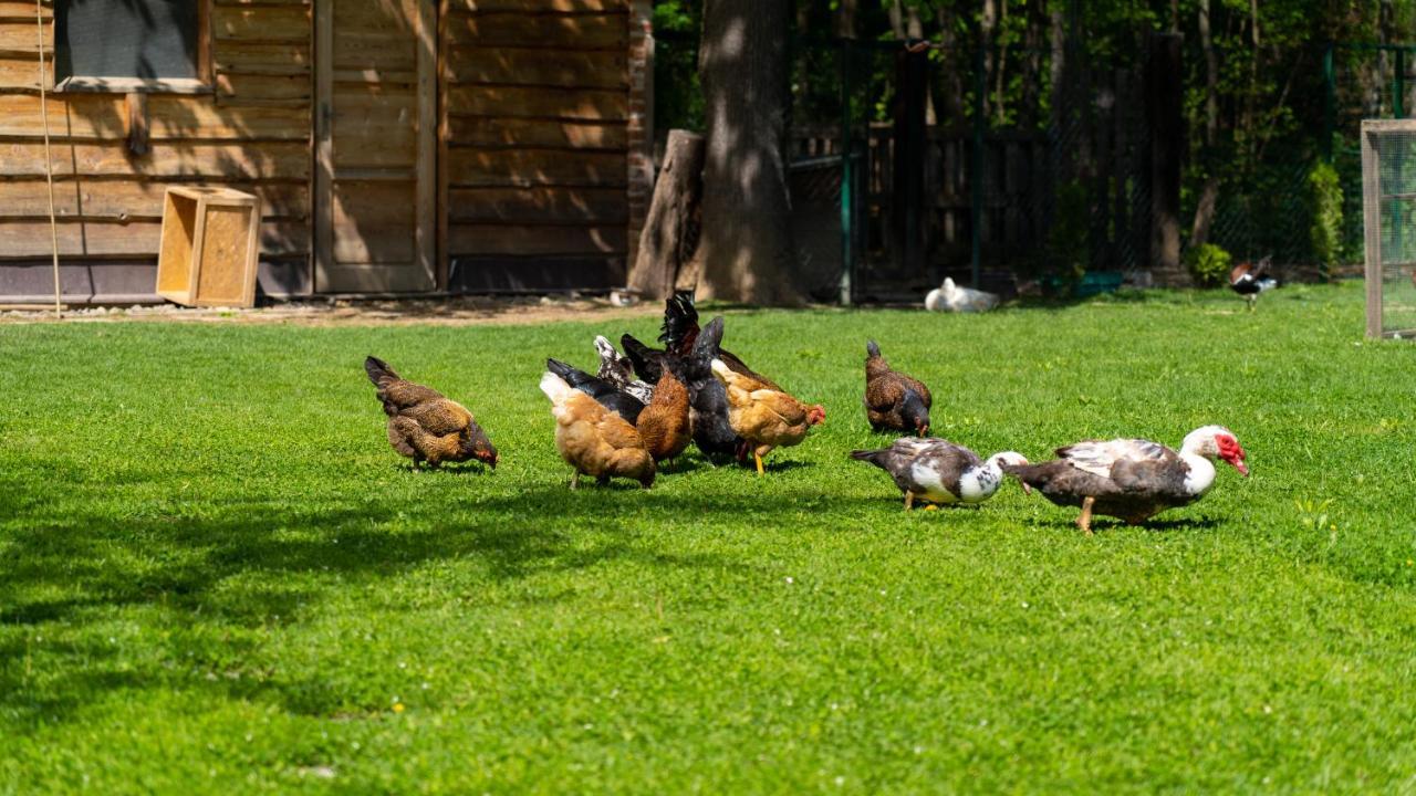Farma Zelena Ruza Villa Klacno ภายนอก รูปภาพ