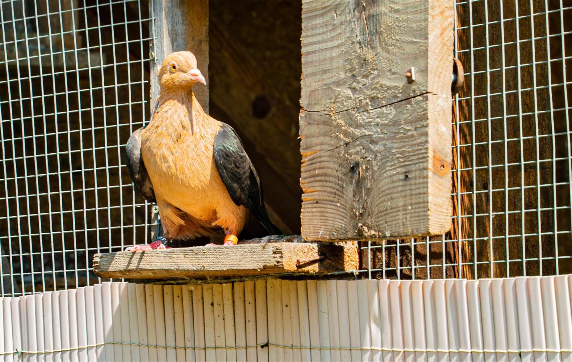 Farma Zelena Ruza Villa Klacno ภายนอก รูปภาพ
